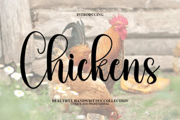 Chickens Font: A Handwritten Typeface for Branding